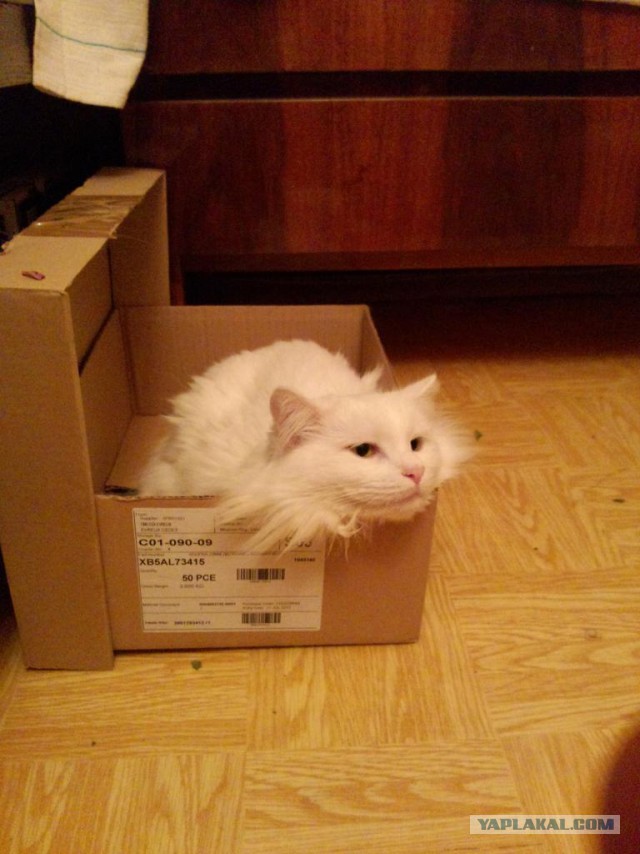 Котовторник 6.05.2014