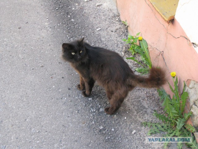 С Котовторником!