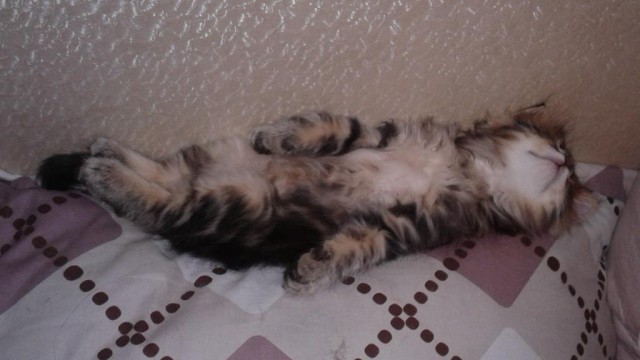 Котовторник  08.07.2014