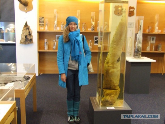 15 фактов про МПХ