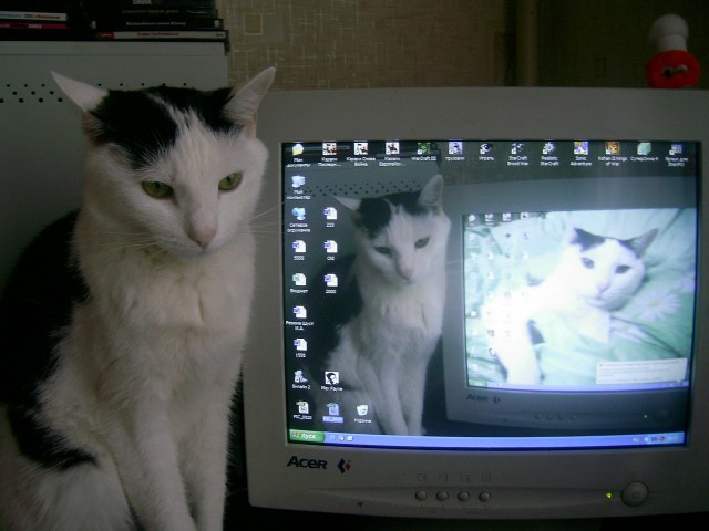 Котэ незаменимы!