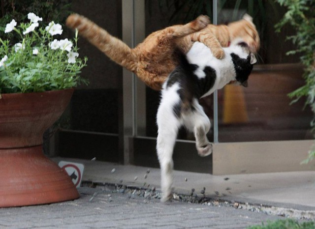 Прыгающие коты
