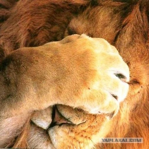 Нелепейшие исторические предсказания и заявления