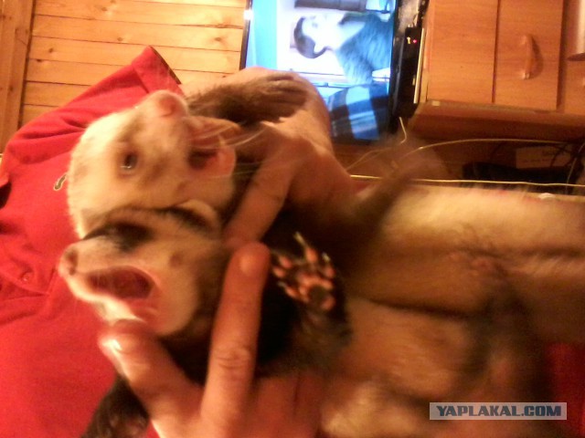 По каким законам судить?