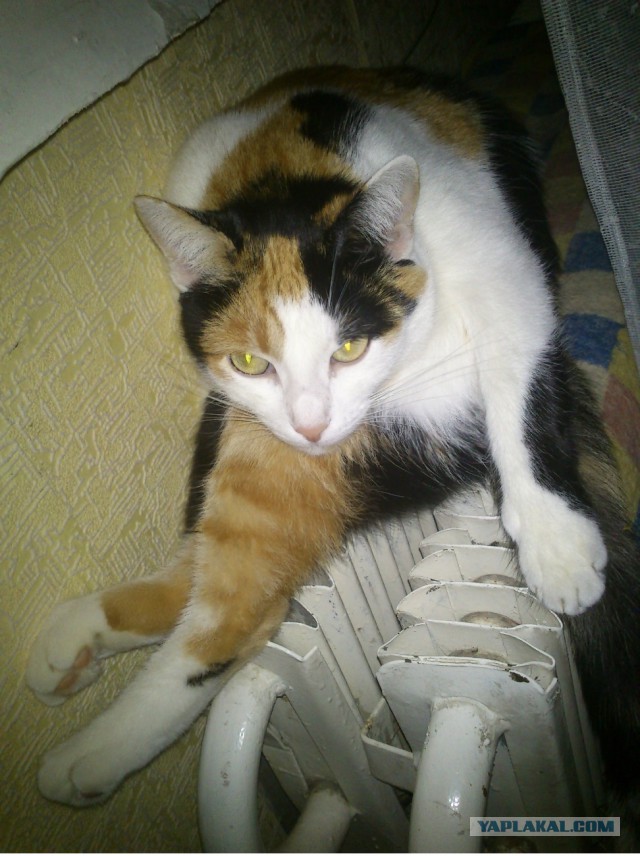 Котовторник 30,06, 2015