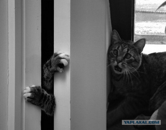Котовторник 7.07.2015