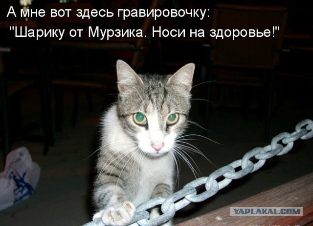 Собаки против котов