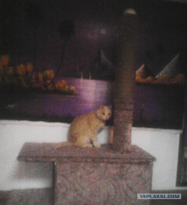 КОТЭдж