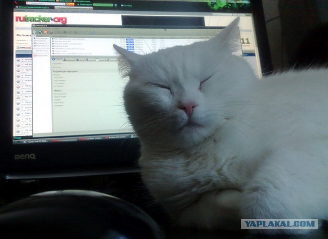 Котовторник 17.11.2015