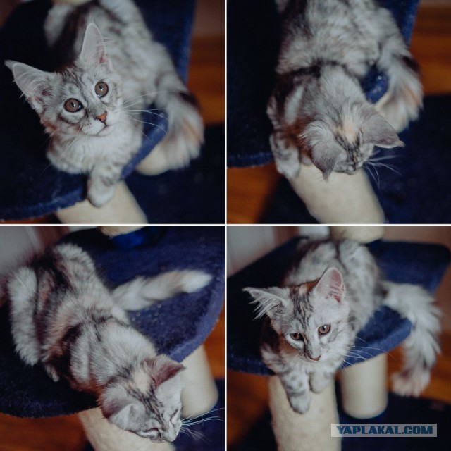 Кошки породы мейн-кун