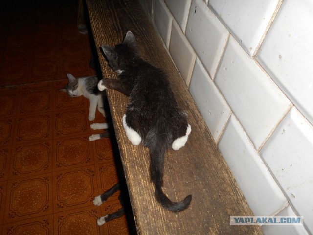Жизнь домашнего приюта для котеек 97