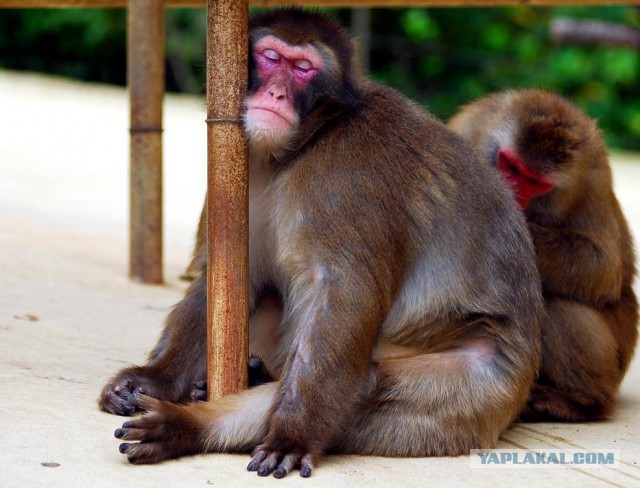 В объятиях Морфея