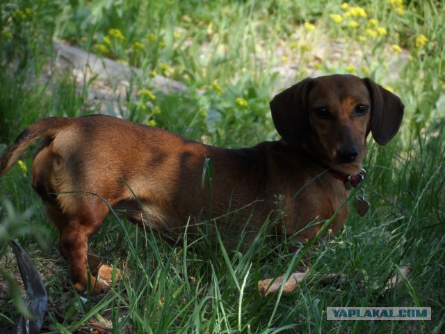 Все о таксе в одной картинке