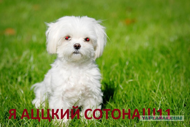 Он же ребенок, убери свою собаку, овца!