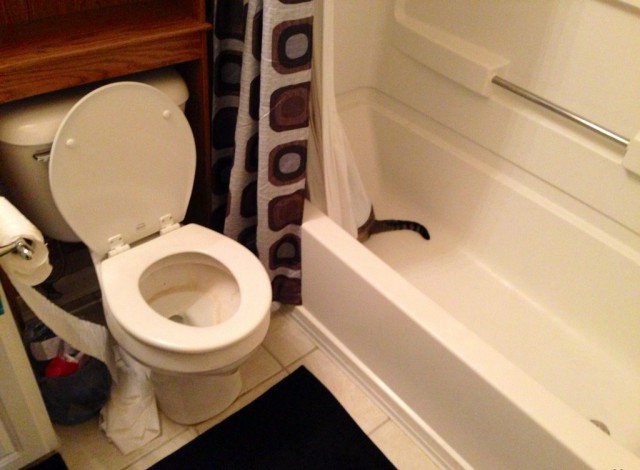 Котопрятки