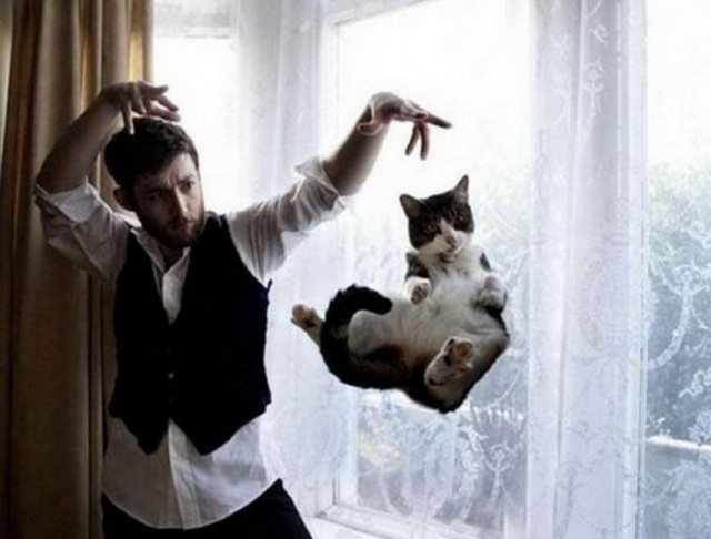 Коты из сети