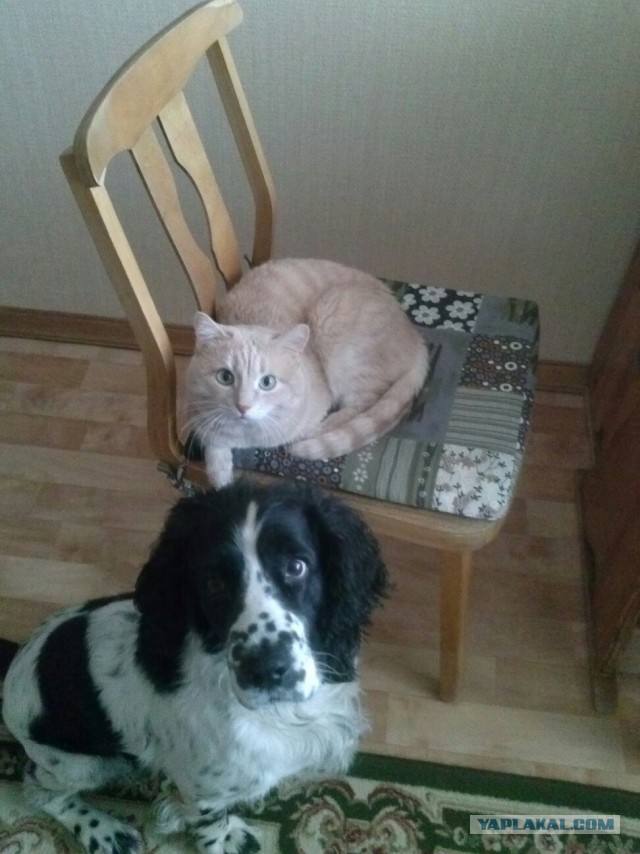 Котовторник  14.02.2017