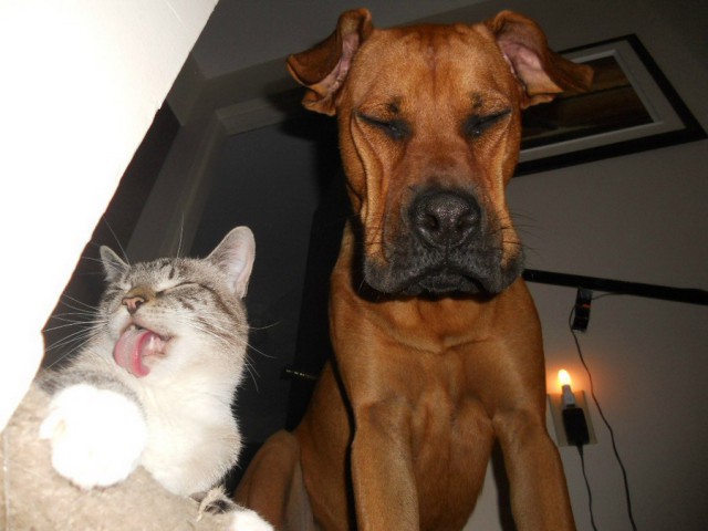 Коты и Кошки