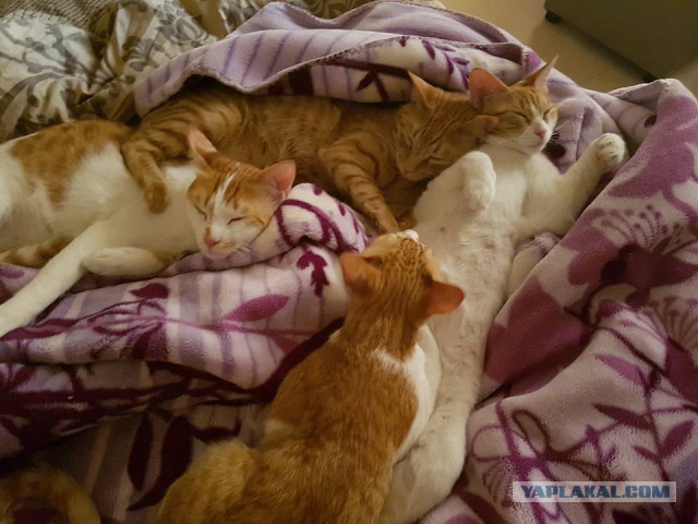 Котовторник 13.06.2017