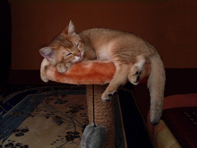 Коты и Кошки