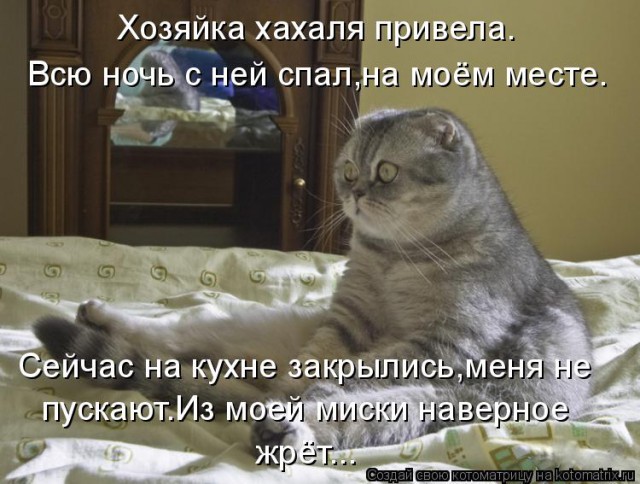 Коты. Отнюдь не ми-ми-ми.