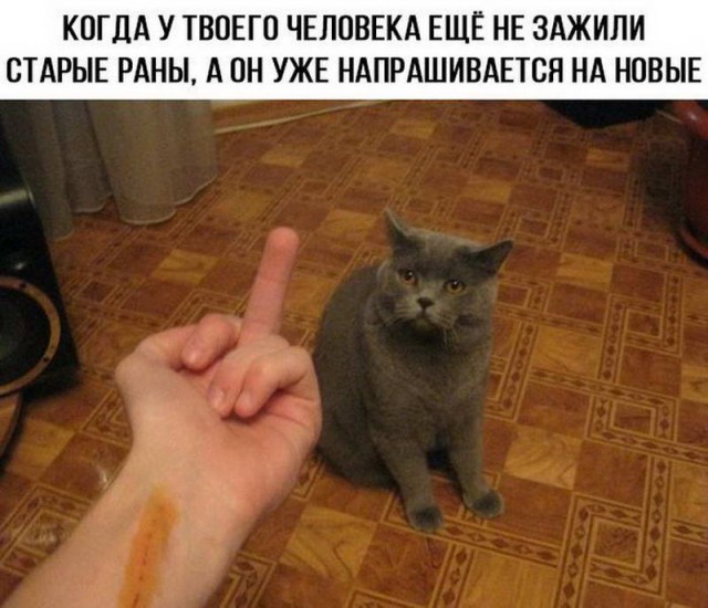 Коты. Отнюдь не ми-ми-ми.
