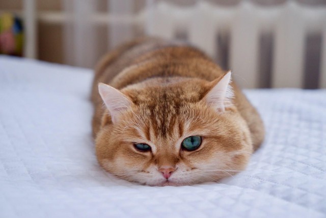 Коты и Кошки