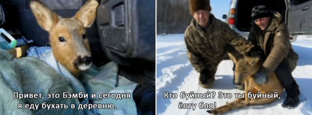 «Ночь он провел в бане!» Хабаровчане нашли замерзающего детеныша косули на дороге и устроили ему шикарный отдых