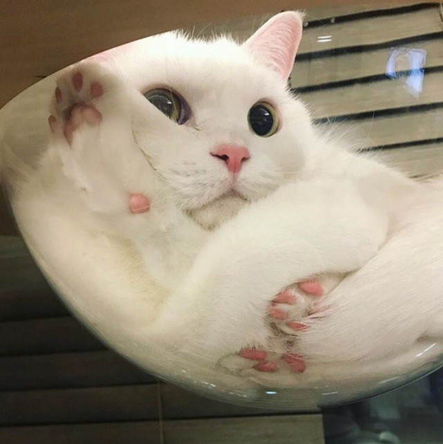 Прикольных котов пост