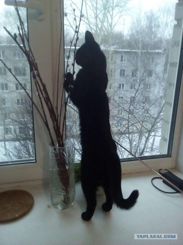 А не открыть бы нам котовторник 03.04.2018