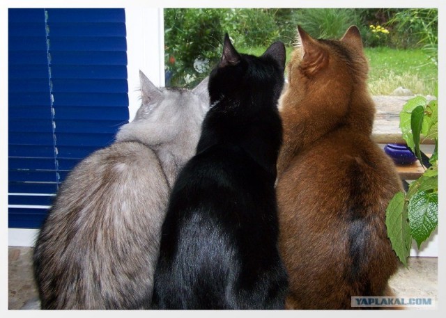 Ура, котовторник! (01.07.2008)