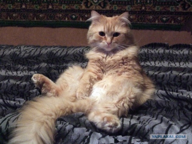 It's Catursday Fever! (Котовторник)