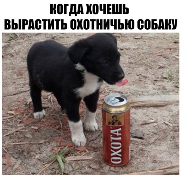 Сорок градусов