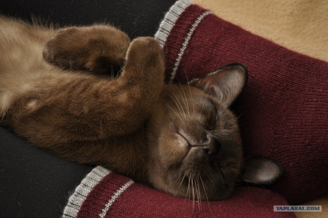 Котовторник (31.01.2012)
