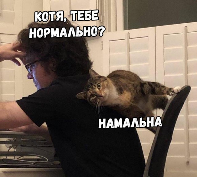 Забавные фото котеек