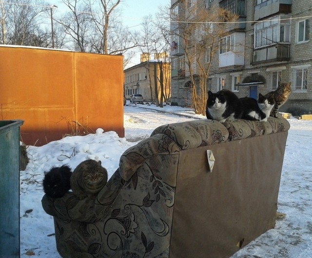 Котовторник  25.12.2012