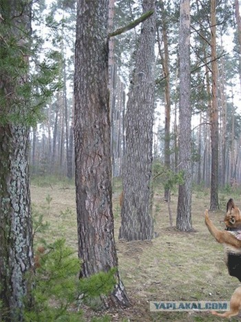 Фотожаба: Охотник и его верный пес