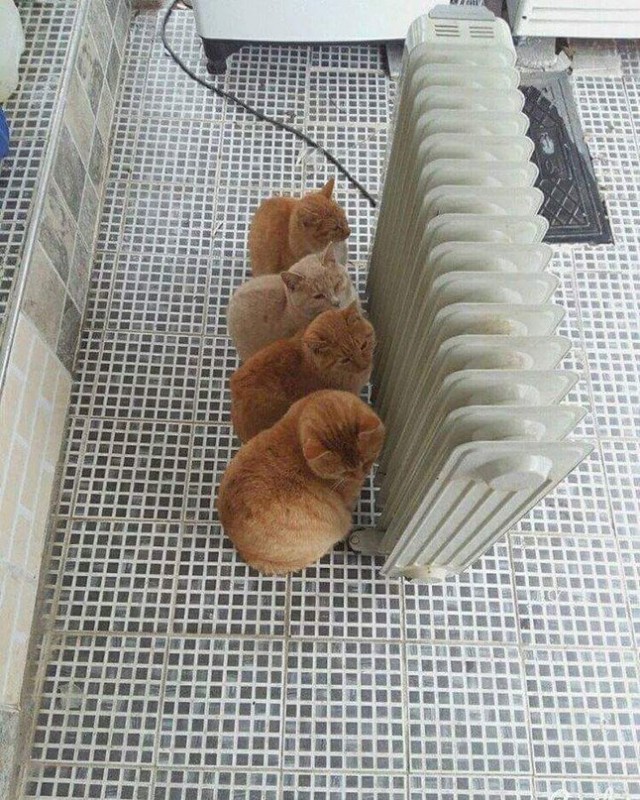 Эти забавные животные