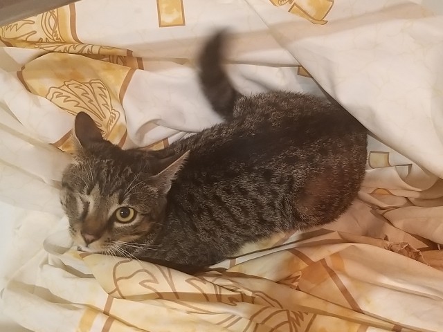Котовторник?! Коты во вторник!