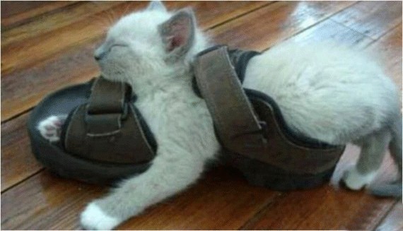 Мир глазами котов