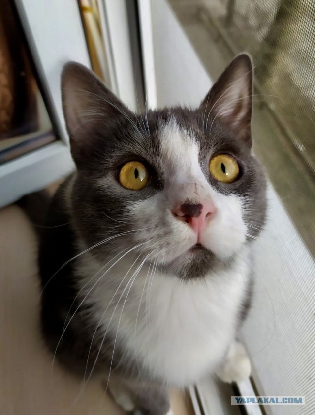 Котовторник 09.02.21. Свежие котики от Нарвского.