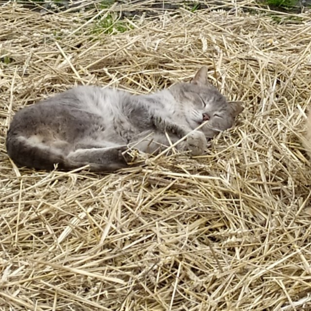 Вторник-кото