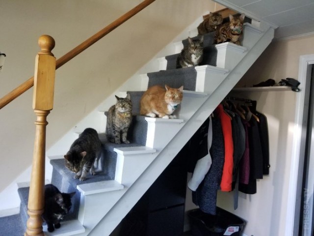 Которник