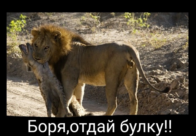 Мясоед