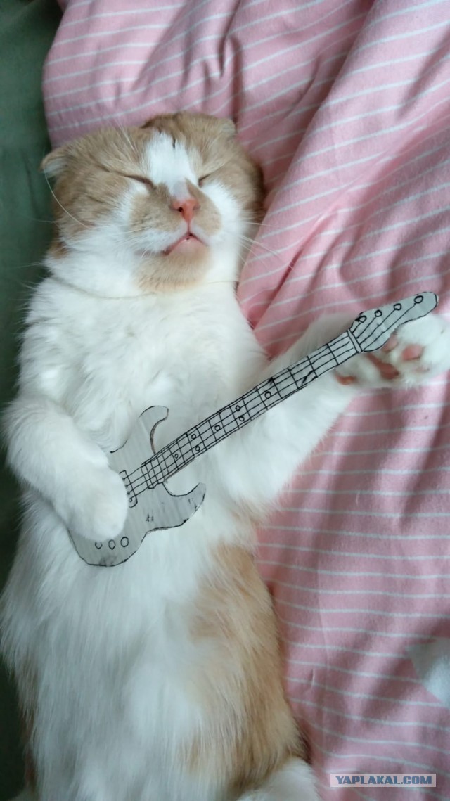 Котовторник так котовторник