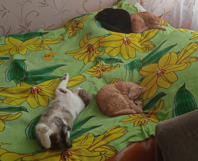 К котовторнику - мой подобрыш