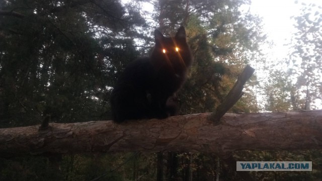 Ну, поехали в котоввторник!