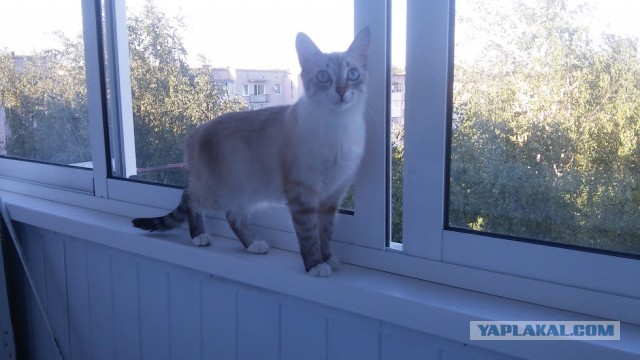 Котовторник 19.07.22