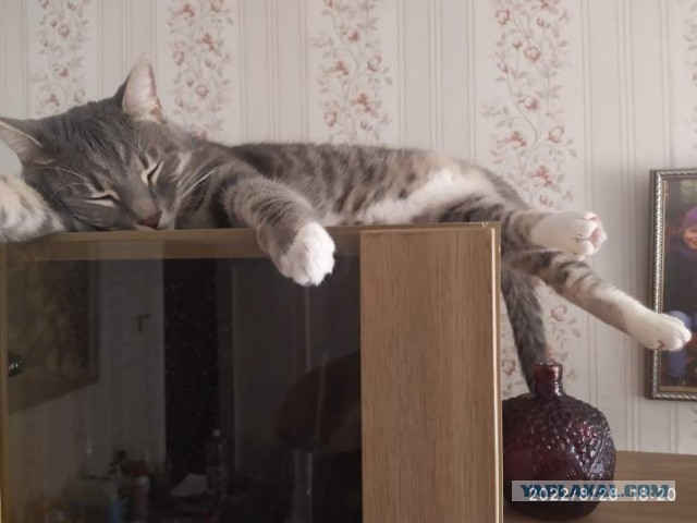 Почему в мире так много кошек с белыми лапами?