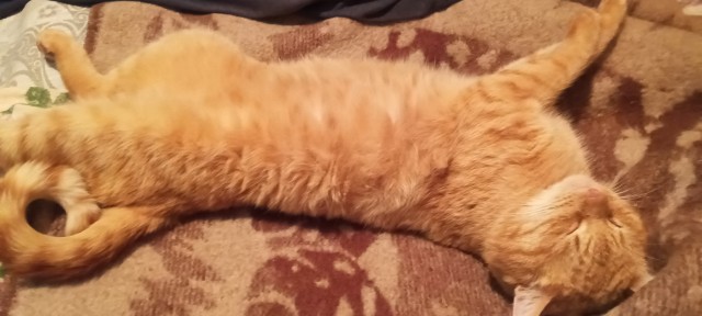 Котовторник! 16+ Коллеги-рабы, отмечаемся, у кого хозяину много лет!
